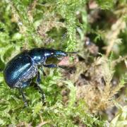 Byctiscus betulae (Linnaeus, 1758) (femelle)