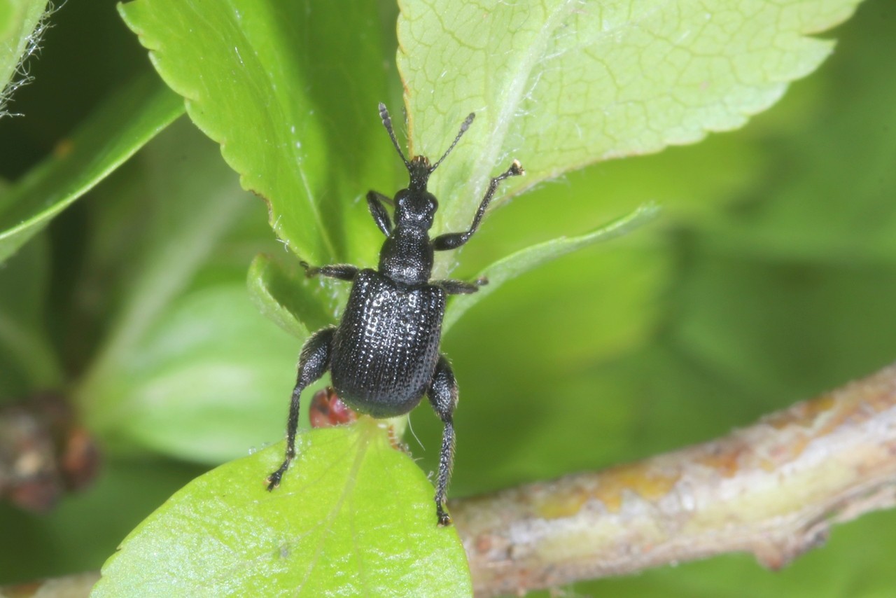 Deporaus betulae (Linnaeus, 1758) - Cigarier du bouleau (mâle)