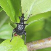 Deporaus betulae (Linnaeus, 1758) - Cigarier du bouleau (mâle)