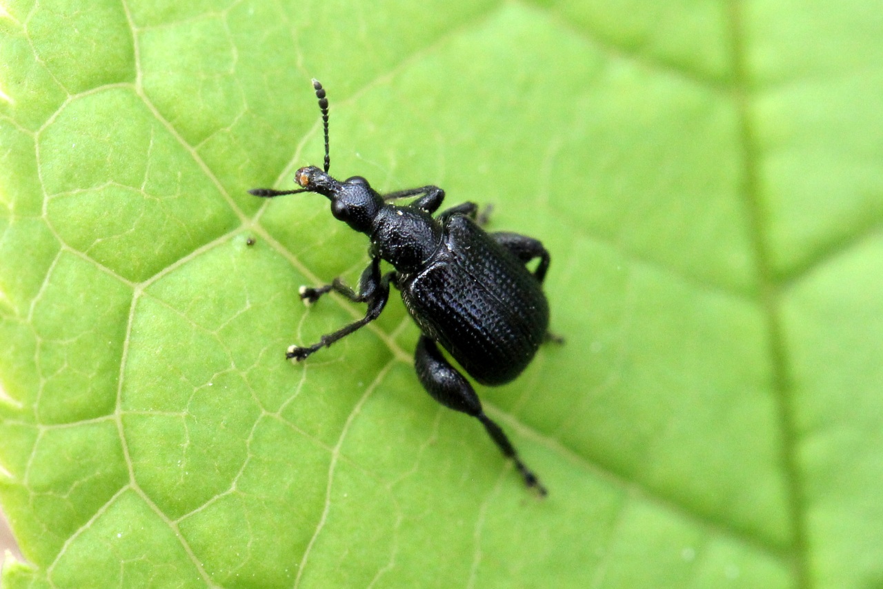 Deporaus betulae (Linnaeus, 1758) - Cigarier du bouleau (mâle)