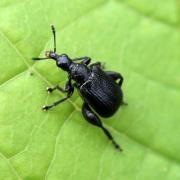 Deporaus betulae (Linnaeus, 1758) - Cigarier du bouleau (mâle)