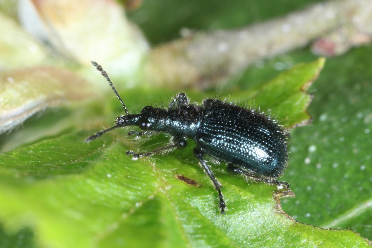 Lasiorhynchites olivaceus (Gyllenhal, 1833)