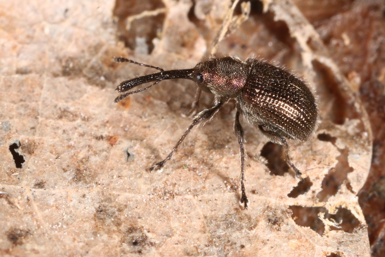 Neocoenorrhinus minutus (Herbst, 1797)