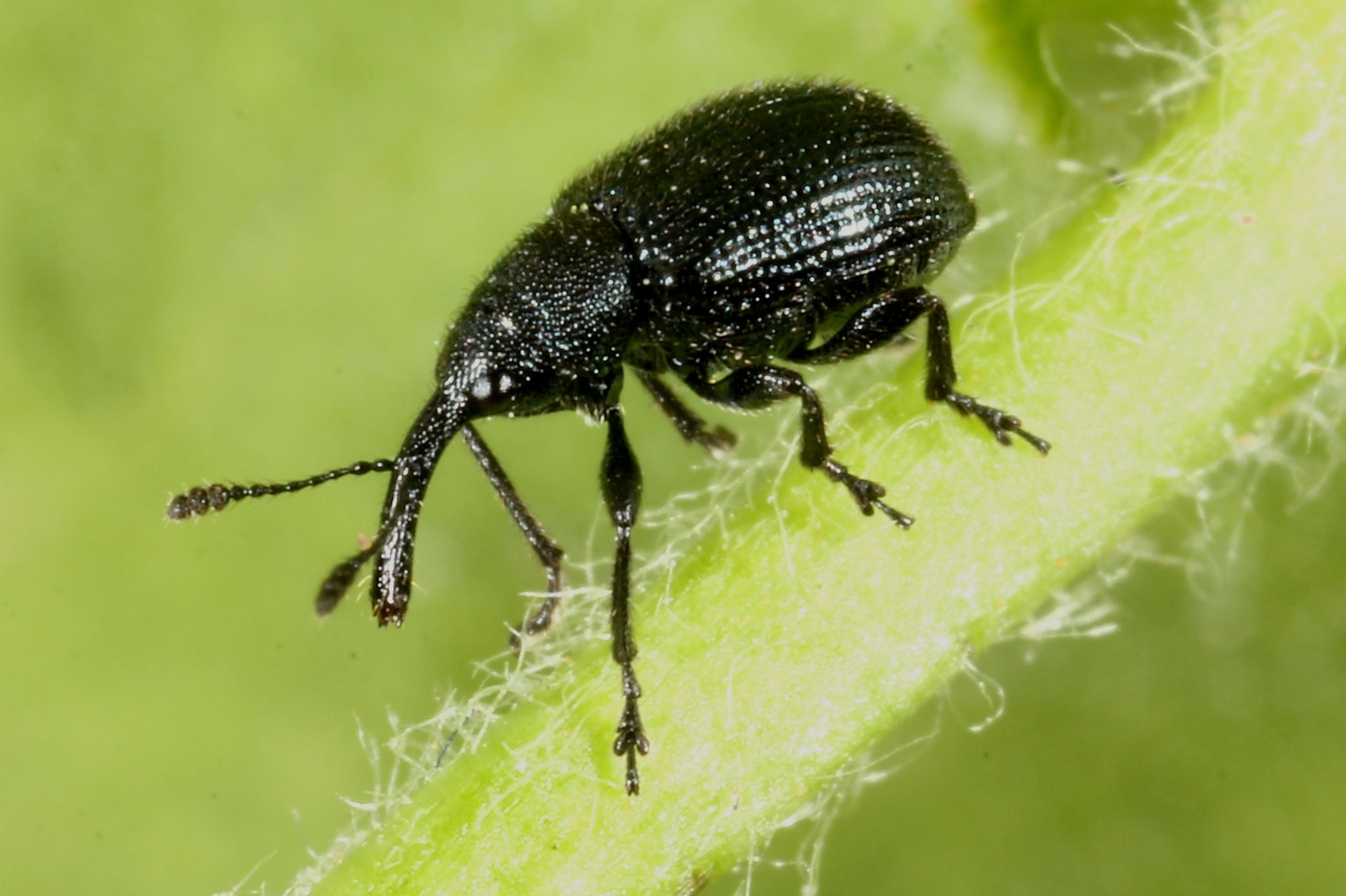 Neocoenorrhinus  germanicus (Herbst, 1797)