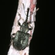 Neocoenorrhinus minutus (Herbst, 1797)