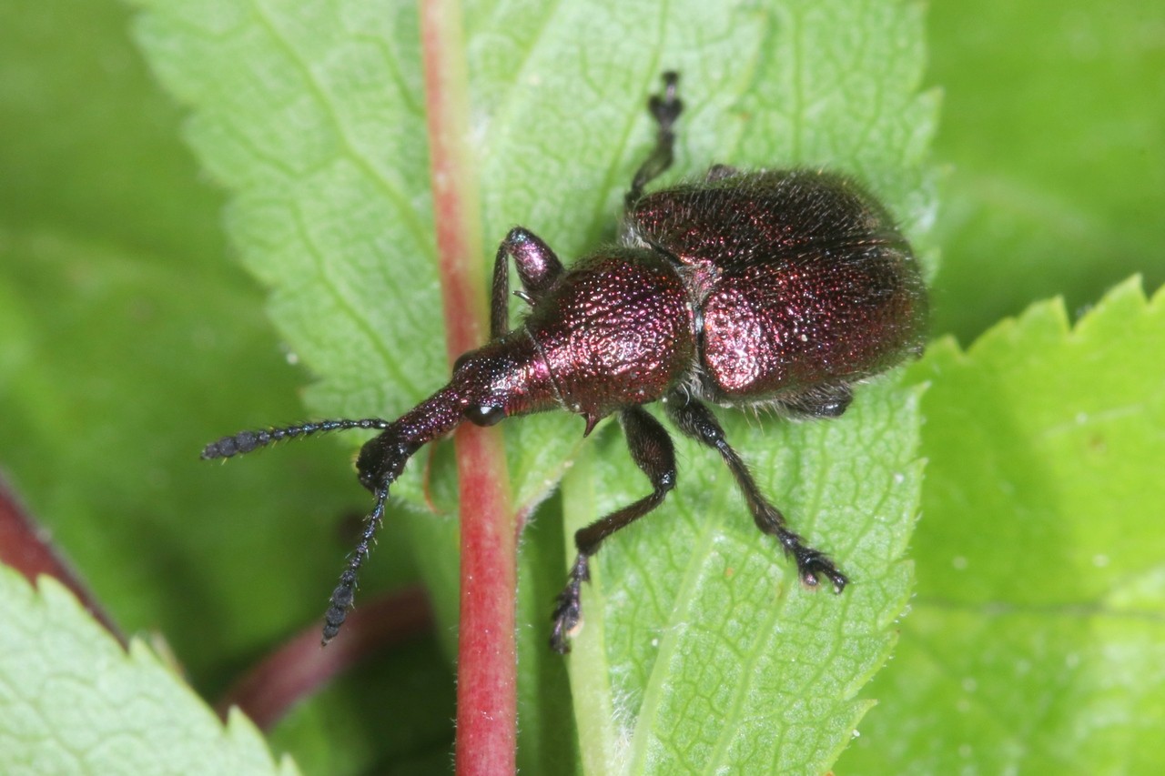 Rhynchites auratus (Scopoli, 1763) - Rhynchite du Prunellier (mâle)