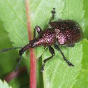 Rhynchites auratus (Scopoli, 1763) - Rhynchite du Prunellier (mâle)