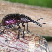 Rhynchites bacchus (Linnaeus, 1758) - Rhynchite des fruits 