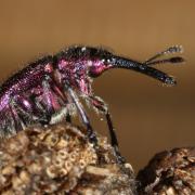 Rhynchites bacchus (Linnaeus, 1758) - Rhynchite des fruits