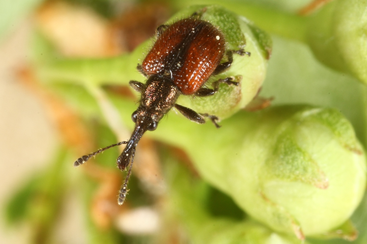 Tatianaerhynchites aequatus (Linnaeus, 1767) - Rhynchite rouge du Pommier