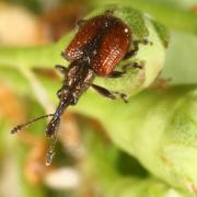 Tatianaerhynchites aequatus (Linnaeus, 1767) - Rhynchite rouge du Pommier