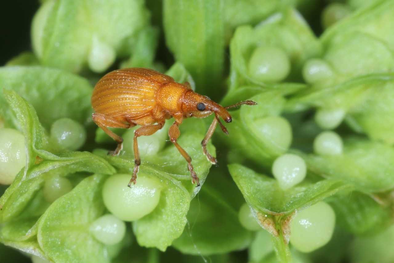 Apion frumentarium (Linnaeus 1758) - Apion rouge