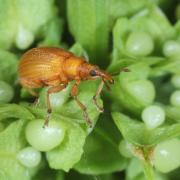 Apion frumentarium (Linnaeus 1758) - Apion rouge