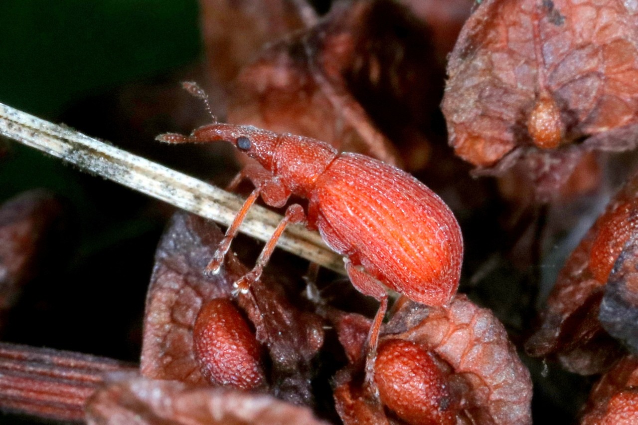 Apion frumentarium (Linnaeus 1758) - Apion rouge