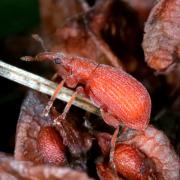 Apion frumentarium (Linnaeus 1758) - Apion rouge