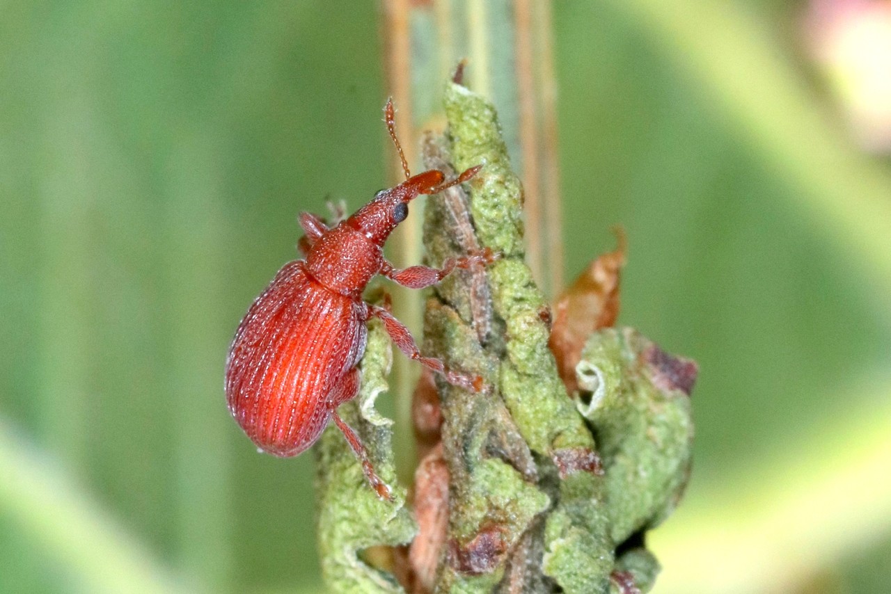 Apion frumentarium (Linnaeus 1758) - Apion rouge 