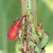 Apion frumentarium (Linnaeus 1758) - Apion rouge 