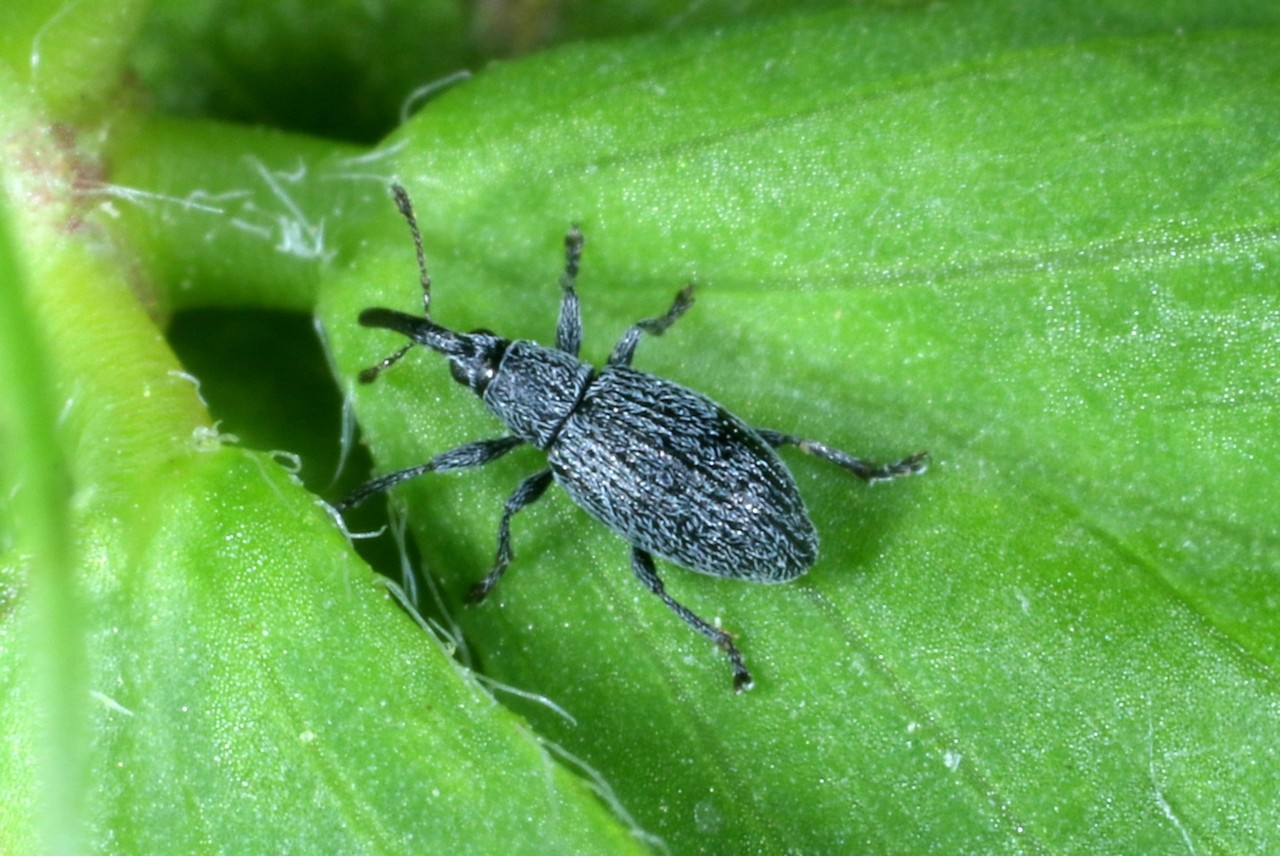 Catapion seniculus (W. Kirby, 1808)