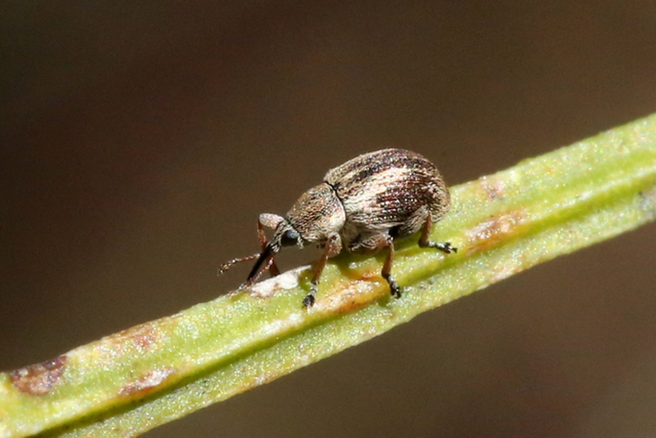 Exapion fuscirostre (Fabricius, 1775) - Exapion du Genêt