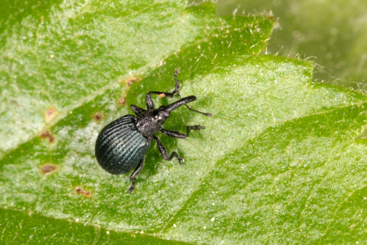 Holotrichapion pisi (Fabricius, 1801) - Apion des bourgeons du pois