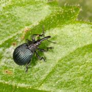 Holotrichapion pisi (Fabricius, 1801) - Apion des bourgeons du pois