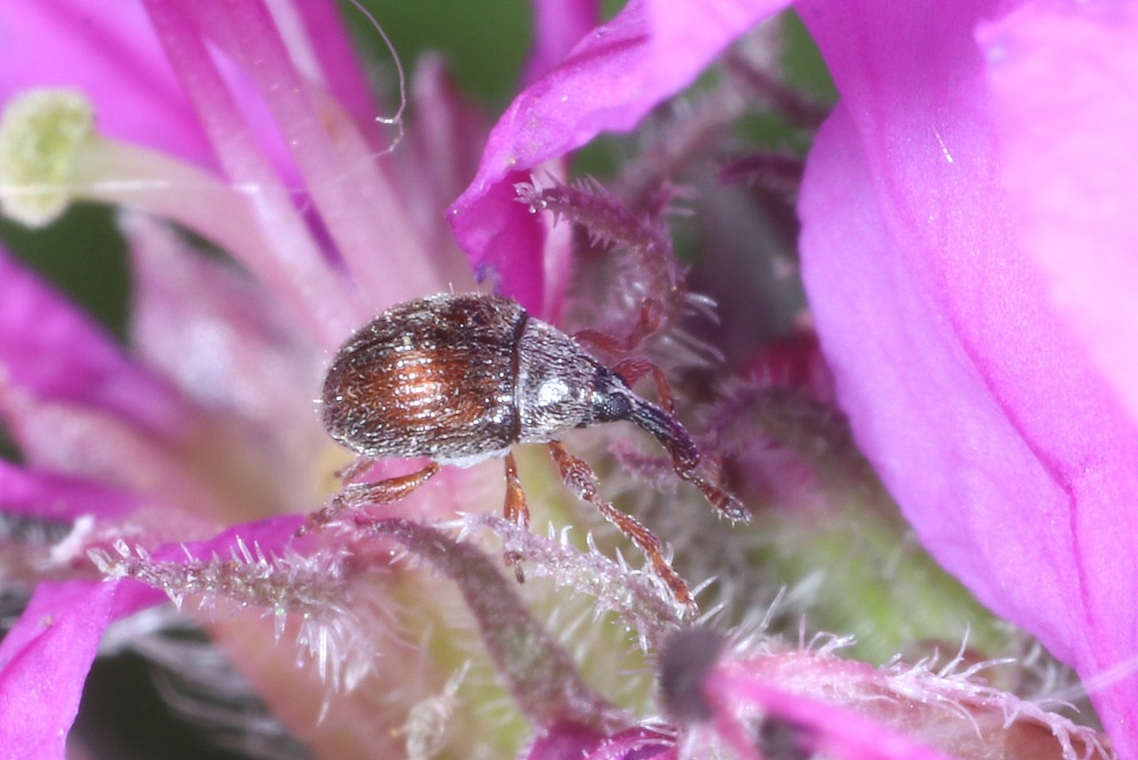 Nanophyes marmoratus (Goeze, 1777)