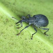 Oxystoma ochropus (Germar, 1818)