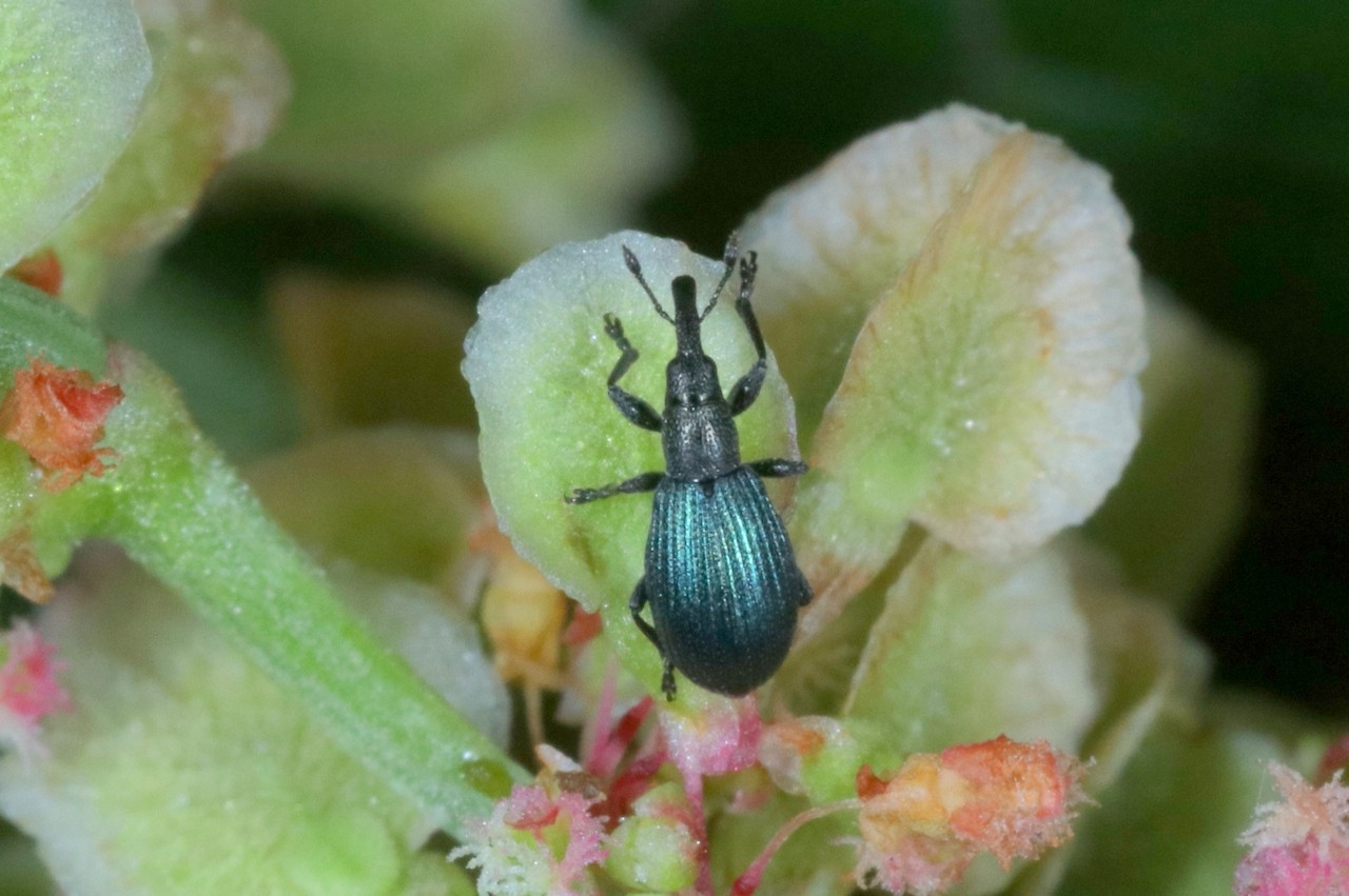 Perapion violaceum (W. Kirby, 1808)