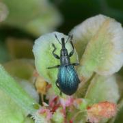 Perapion violaceum (W. Kirby, 1808)