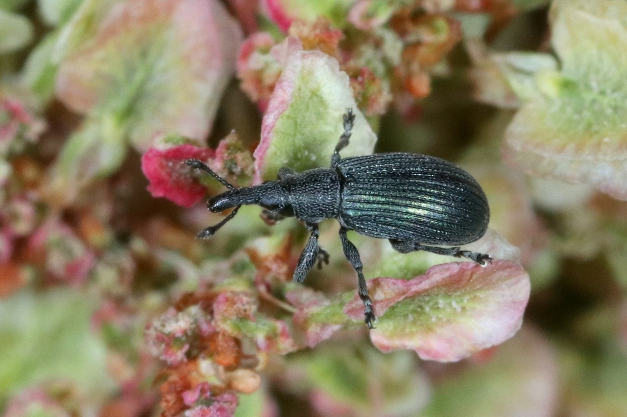 Perapion violaceum (W. Kirby, 1808)