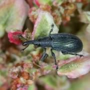 Perapion violaceum (W. Kirby, 1808)