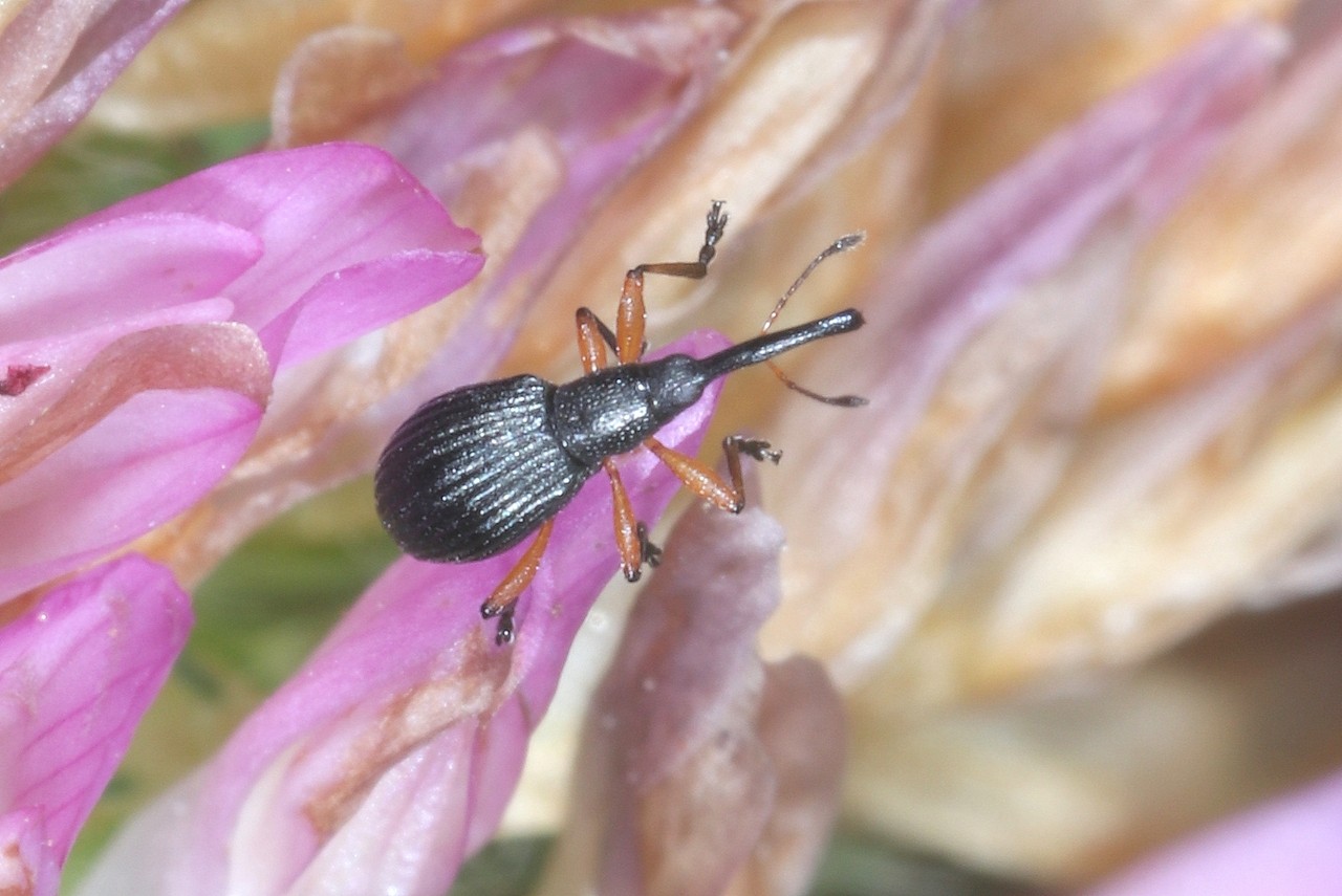 Protapion apricans (Linnaeus, 1758)