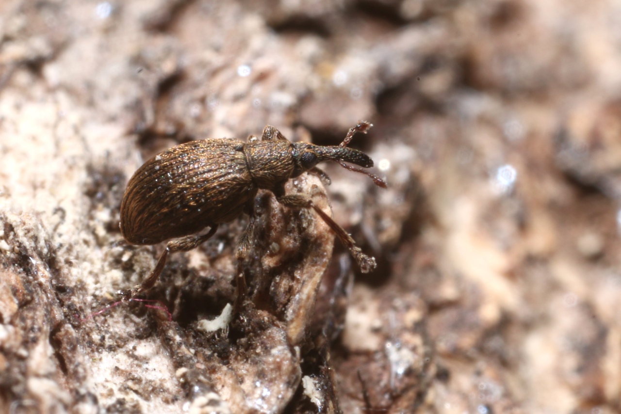 Trichopterapion holosericeum (Gyllenhal, 1833)