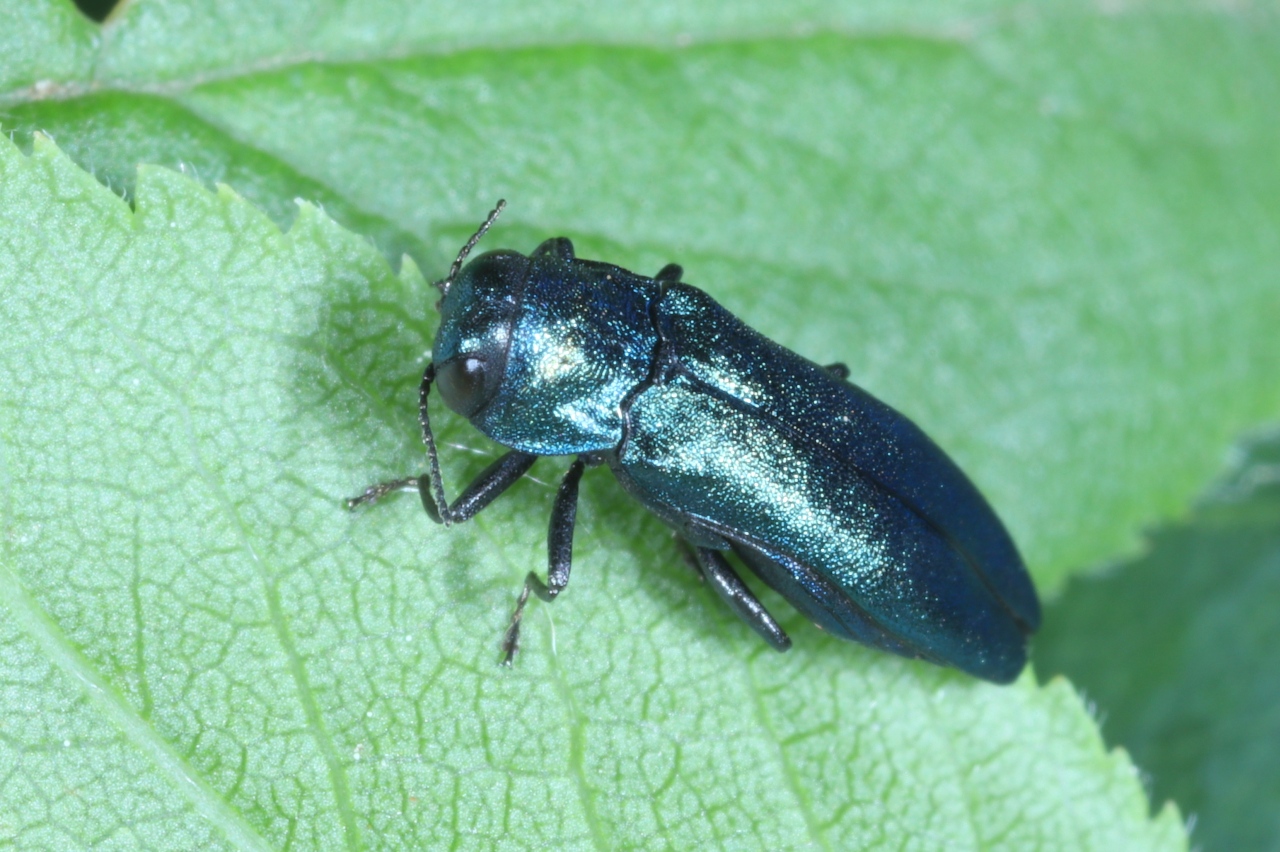 Agrilus cyanescens (Ratzeburg, 1837) - Agrile bleuâtre