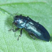 Agrilus cyanescens (Ratzeburg, 1837) - Agrile bleuâtre