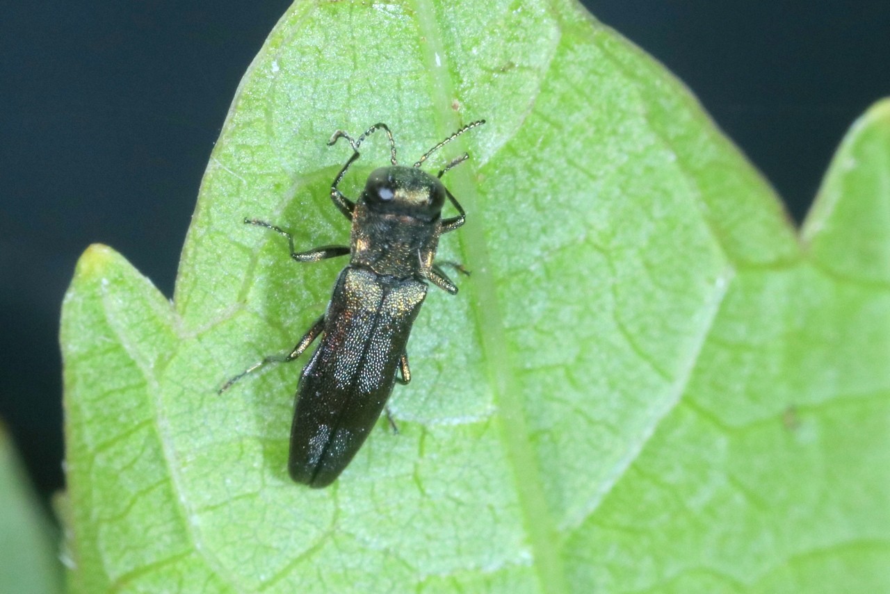 Agrilus derasofasciatus Lacordaire, 1835