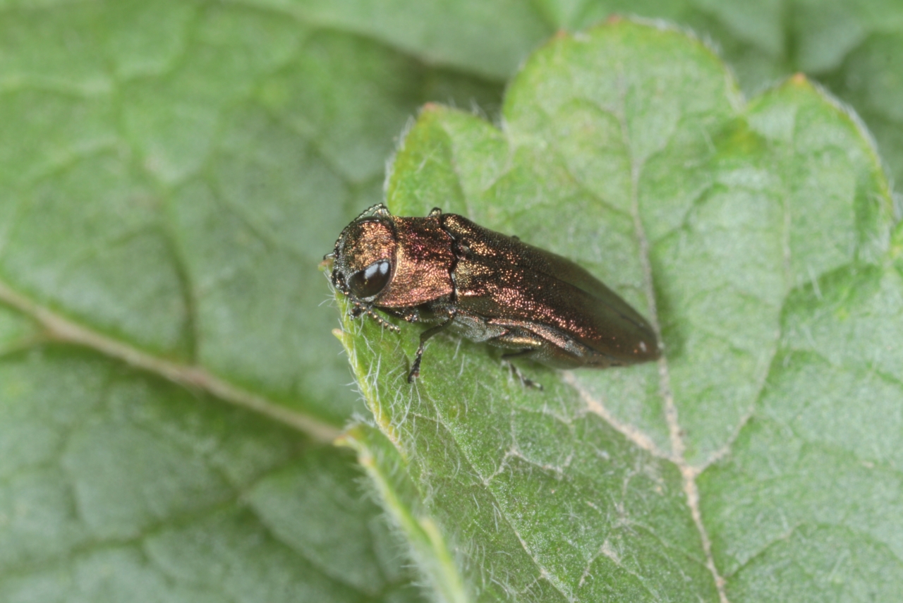 Agrilus ribesi Schaefer, 1946 - Bupreste du Groseillier