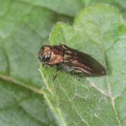 Agrilus ribesi Schaefer, 1946 - Bupreste du Groseillier