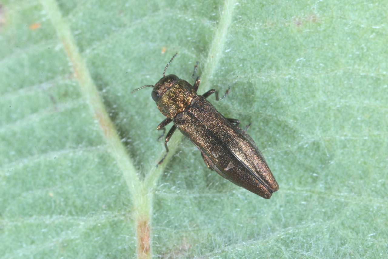 Agrilus sp 