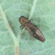 Agrilus sp 