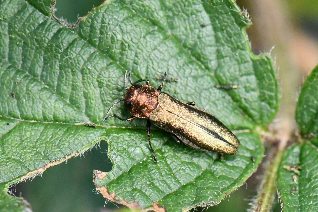 Agrilus viridis (Linnaeus, 1758) - Bupreste vert, Agrile du Hêtre (femelle)