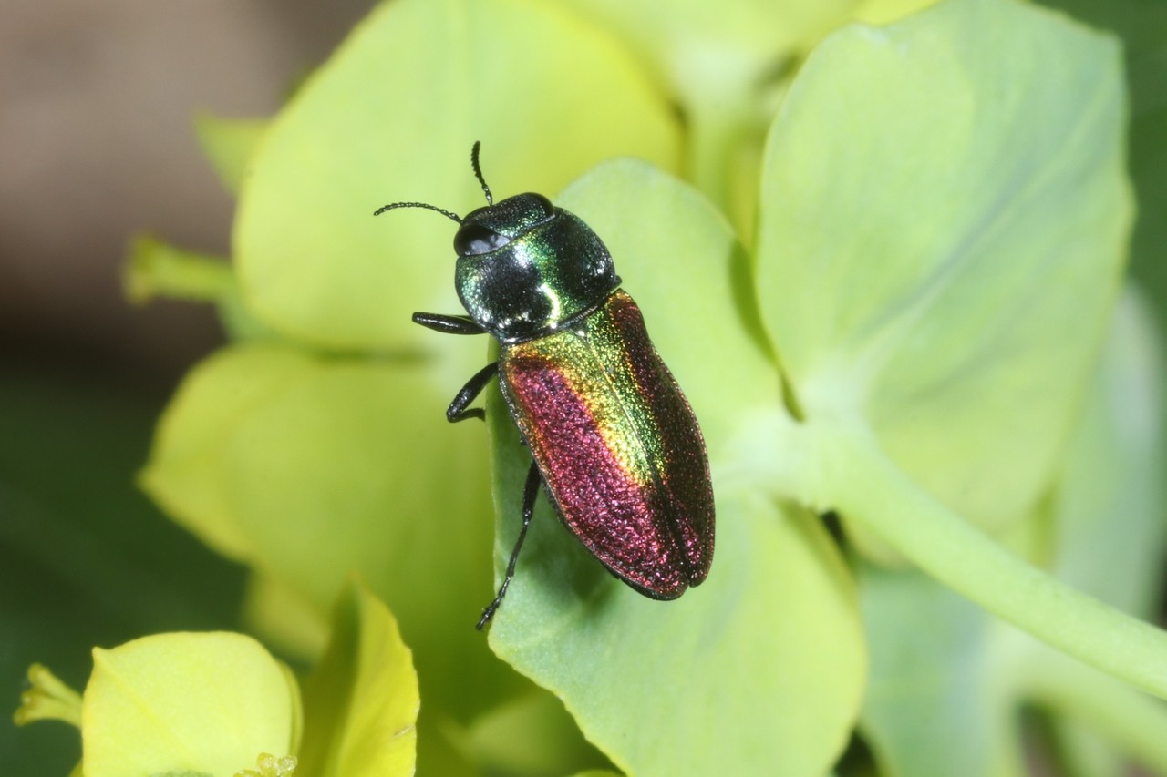 Anthaxia fulgurans (Schrank, 1789) - Anthaxie fulgurante (femelle)