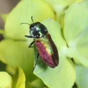 Anthaxia fulgurans (Schrank, 1789) - Anthaxie fulgurante (femelle)