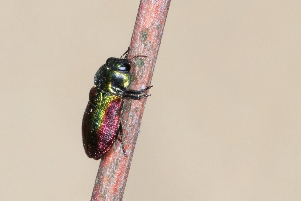 Anthaxia fulgurans (Schrank, 1789) - Anthaxie fulgurante (femelle)