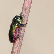 Anthaxia fulgurans (Schrank, 1789) - Anthaxie fulgurante (femelle)