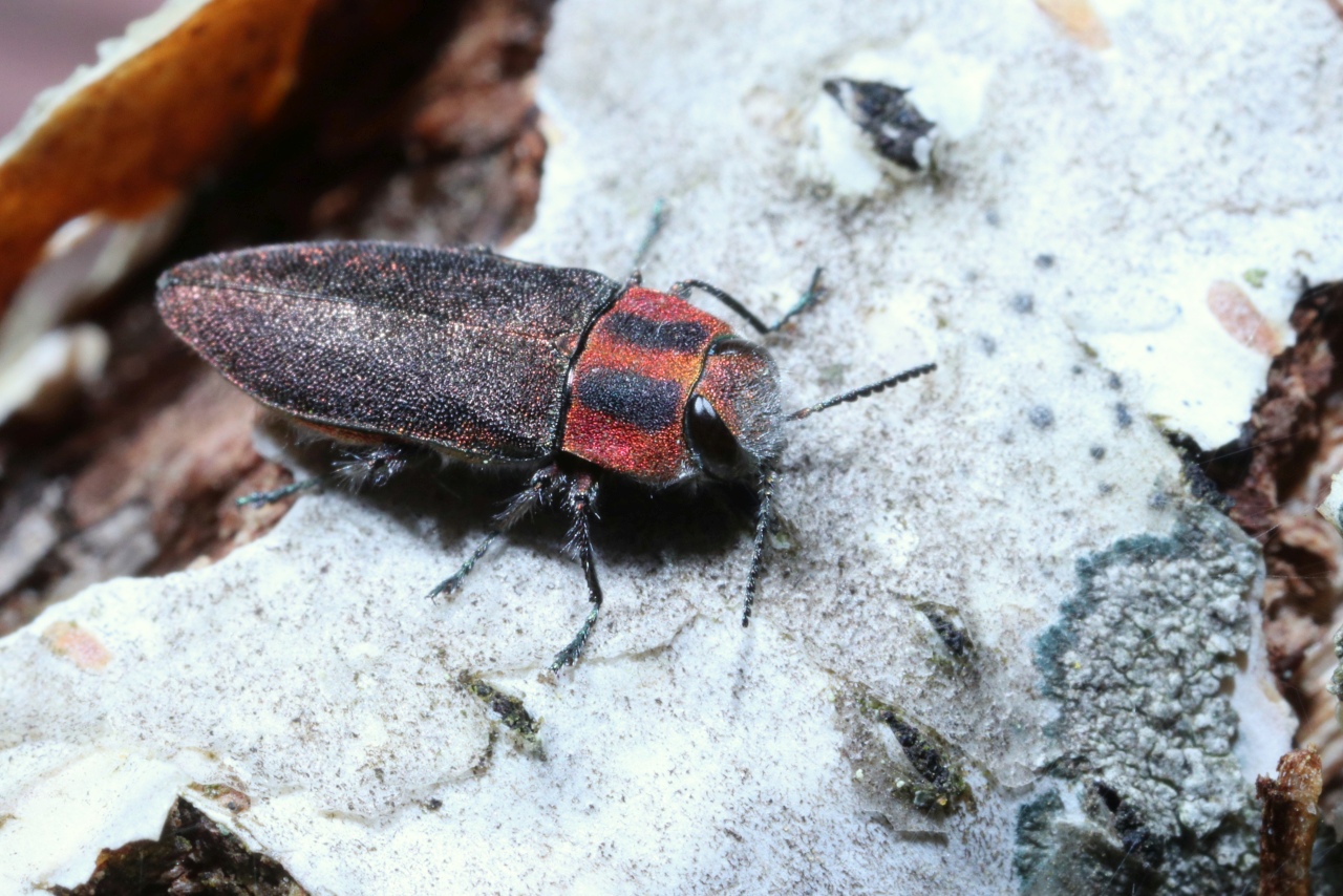 Anthaxia manca (Linnaeus, 1767) - Bupreste rubis, Anthaxie mutilée