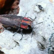 Anthaxia manca (Linnaeus, 1767) - Bupreste rubis, Anthaxie mutilée