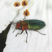 Anthaxia nitidula (Linnaeus, 1758) - Anthaxie brillante (femelle)
