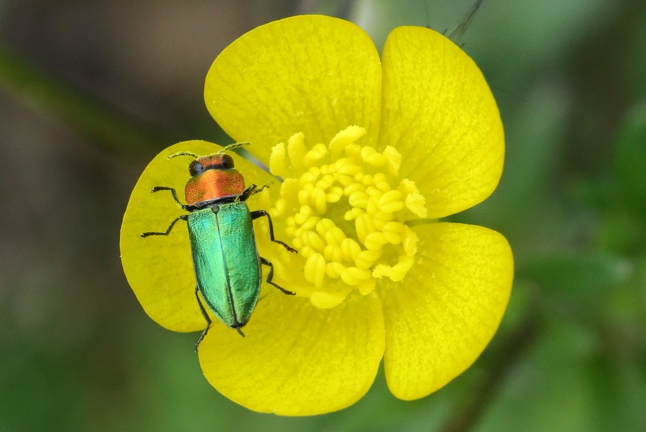 Anthaxia nitidula (Linnaeus, 1758) - Anthaxie brillante (femelle)