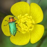 Anthaxia nitidula (Linnaeus, 1758) - Anthaxie brillante (femelle)